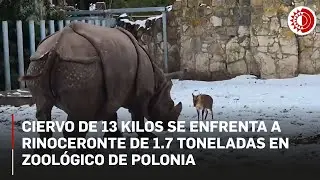 Ciervo de 13 kilos se enfrenta a rinoceronte de 1.7 toneladas en zool&oacute;gico de Polonia