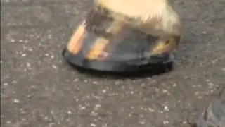 Kunststof hoefbeslag 2 RWL Quality