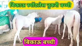 बिकाऊ नुकरी स्पॉटलेस बच्ची ! बिकाऊ बच्ची! Horse for Sale ! Bikau Nukari bachhi ! Bikau ghodi 