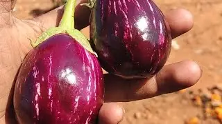 Grafted brinjal 