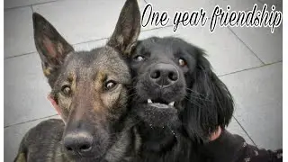 One year friendship | flat coated retriever and mixbreed malinois | dog tricks and fun