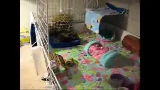 Skinny Pig Room Tour!