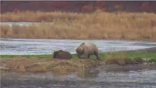 21 Oct 2018: 435 Holly and Her Girls Mark the End of Bear Cam Season 2018