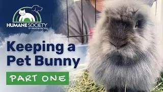 Guide to keeping a pet bunny   Part 1