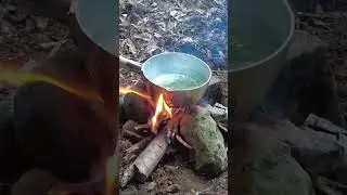 There are many raw materials for tea in the forest! #shorts #survival #camping #outdoors #forest
