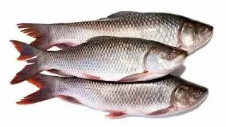 Top 5 Fish 