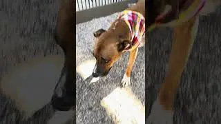 A850775 - MASTER at Pima Animal Care Center