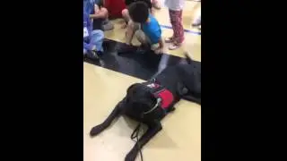 Our journey training a diabetic alert dog