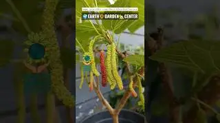 Long Mulberry #earthgardencenter #fruit #plants #plant