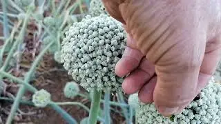 SEMILLAS DE CEBOLLAS