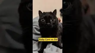 У котенка по кличке Кукурузный такой длинный хвост, что Сид думает, что это игрушка. #котеноккуку...