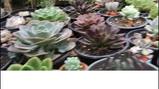 Limpeza das folhinhas que estão secas e Matinhos tenho feito isso todas semanas #plantas🌵🥰