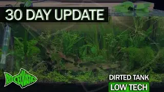 30 DAY UPDATE - Dirted Low tech carpet tank!