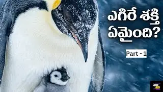 The Mystery of Penguins: Why Did They Stop Flying? || Global Truth YT || By nani || globaltruthyt