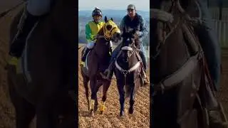 Caballos de carreras #caballos #corridos #m&uacute;sica #horse #lifeisbutadream #horseracing
