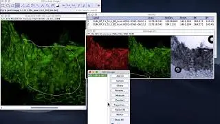 confocal image analysis, quantitative intensity