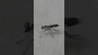 Three-banded Robber Fly rubs back legs together and turns