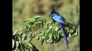 Quelques oiseaux d'Afrique de l'Ouest.