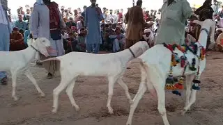 Beetal Goat Quality Revealed 🐐 | Live Livestock Mela Showcase