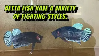 Betta fish have a variety of fighting styles.