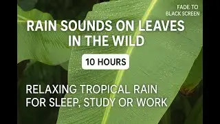 Rain Sounds ASMR on Banana Leaves in the Wild Jungle 🌿 | Black Screen | 10 Hours of Nature | Sleep
