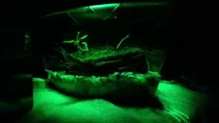 Top Fin Tooth and Fin led light colors