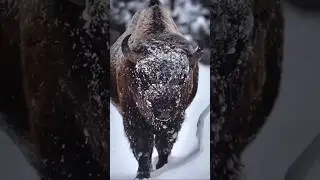 Белорусский ЗУБР #беларусь #беловежскаяпуща #брест