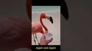 Flamingo Funny gargle with saltwater