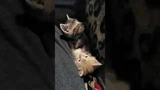 Battle of the Babies. #dramacommunity #kittens #drama