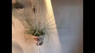 The corkscrew plant : an unusual sun loving, thirsty houseplant!