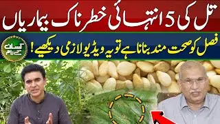 Different diseases of sesame crop | 25 mound per acre sesame production | Kissan Kay Naam | 61