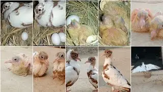 kabutaron ke bacchon ki video | pigeon baby growth video