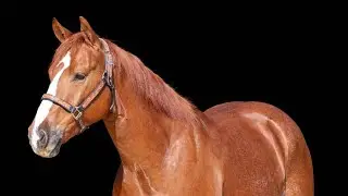 Dual Merada Kat - 2021 AQHA Gelding by Kit Kat Sugar 