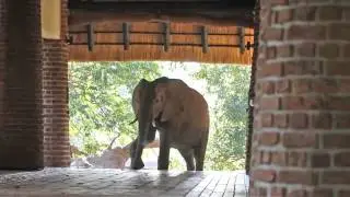 The Elephant Picnic