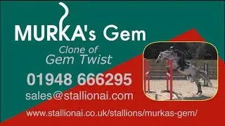 Stallion Murka's Gem clone of Gem Twist