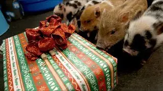 New Pig Holiday Video | 2018