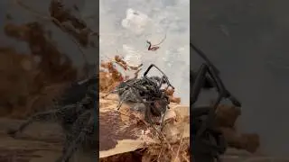 Jumping spider vs Black Widow!😈😱#bugs #nature #insects #insectlovers #bugwars #blackwidow