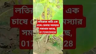 Latiraj Bari has a solution to the unemployment problem in one crop, #lotikachu #kachur bij