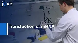 Transfection of Primary Macrophages with In Vitro Transcribed mRNA | Protocol Preview
