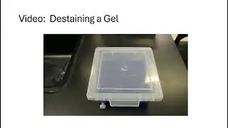 DNA Fingerprinting Electrophoresis (CTC 210 Forensic Lab)