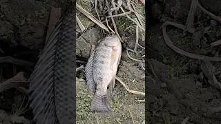 amazing fishing! #viralvideo #shortvideo #trending #fish