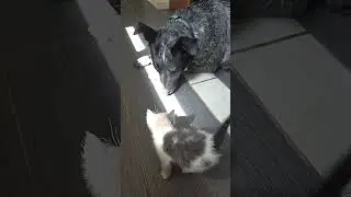 My dog is a gentle giant #dog #kitten #wholesome #cute #pets #blueheeler