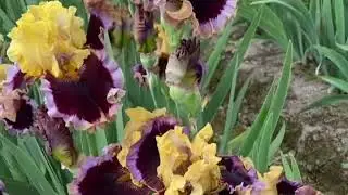 &ldquo;What A Party&rdquo; Tall Bearded Iris