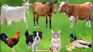 Farm Animal Habitats: Dogs, Cats, Chickens, Pigs, Cows, Goats, Horses &ndash; Animal Videos