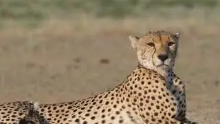 Lazy Lion Hunting and Killing for Children &ndash; Lion Pride Hunt Prey &ndash; Lion Attack