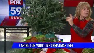 Tips to care for live Christmas trees