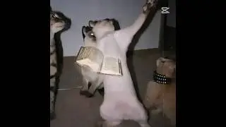 Scary Dog VS Holi Cat #zen
