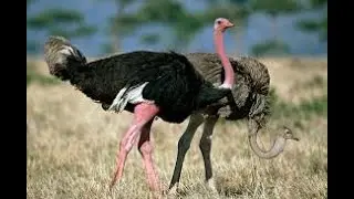 Ostrich Dance Moves
