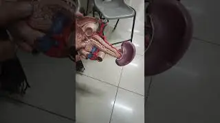 Модель поджелудочной железы (макроскопическая анатомия)