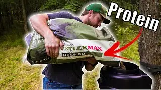 Кормление белохвостых оленей БЕЛКОМ | Время наблюдать за их ростом | DEER SCOUTING